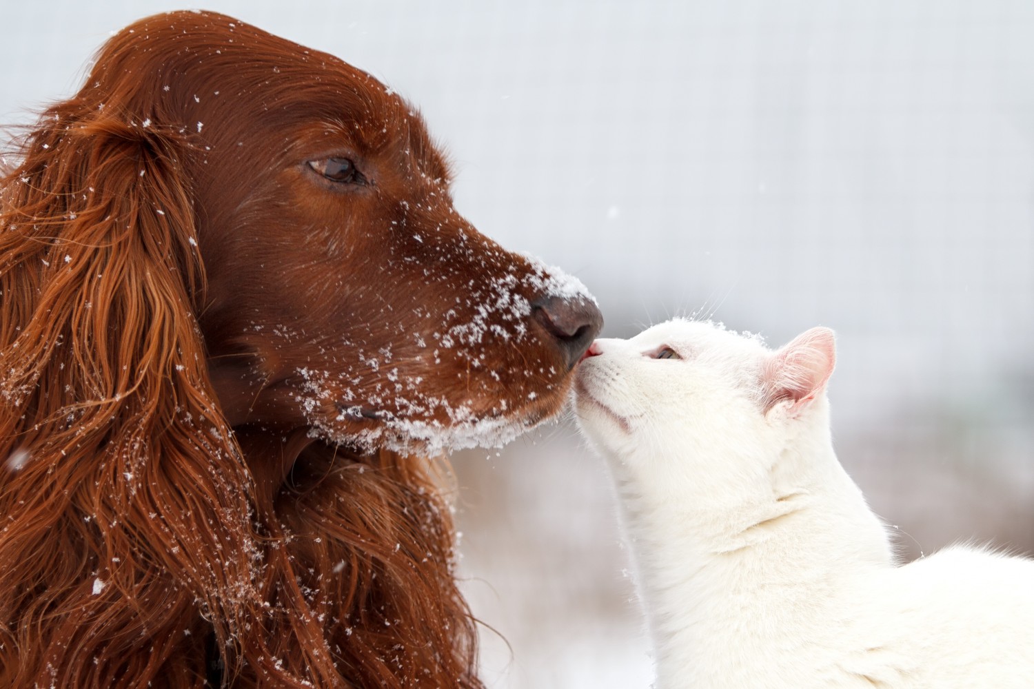 Dog and Cat touching noses